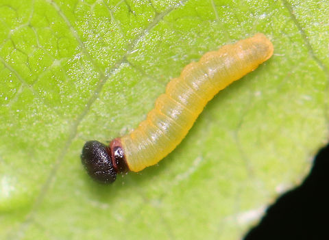 Silver-spotted Skipper (Epargyreus clarus) Early instar

Habitat: Some plant (I'm still trying to ID it); pondside in a mixed forested wetland
https://www.jungledragon.com/image/152179/silver-spotted_skipper_epargyreus_clarus_leaf_shelter.html
https://www.jungledragon.com/image/152178/silver-spotted_skipper_epargyreus_clarus.html
https://www.jungledragon.com/image/152177/silver-spotted_skipper_epargyreus_clarus.html
https://www.jungledragon.com/image/152176/silver-spotted_skipper_epargyreus_clarus.html
https://www.jungledragon.com/image/152175/silver-spotted_skipper_epargyreus_clarus.html
https://www.jungledragon.com/image/152180/silver-spotted_skipper_epargyreus_clarus_leaf_shelter.html
https://www.jungledragon.com/image/152181/silver-spotted_skipper_epargyreus_clarus.html Epargyreus clarus,Geotagged,Silver-spotted Skipper,Summer,United States