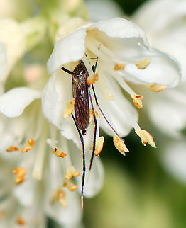 White-footed Mosquito - Psorophora ferox The legs, wings, and abdominal segments have purple iridescent scales. Tarsal segments 4 and 5 are entirely pale scaled (it has white "feet").

"Ferox" means fierce. It is definitely an appropriate name for this species as they inflict a very painful bite and are so aggressive.

Habitat: Drinking nectar from a flower; mixed forest Geotagged,Psorophora ferox,Summer,United States,White-footed Mosquito,mosquito,psorophora