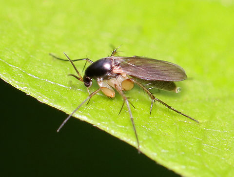 Fungus Gnat - Mycetophilidae Habitat: Found on vegetation growing next to a pond Geotagged,Mycetophilidae,Summer,United States,diptera,fly,fungus gnat,gnat
