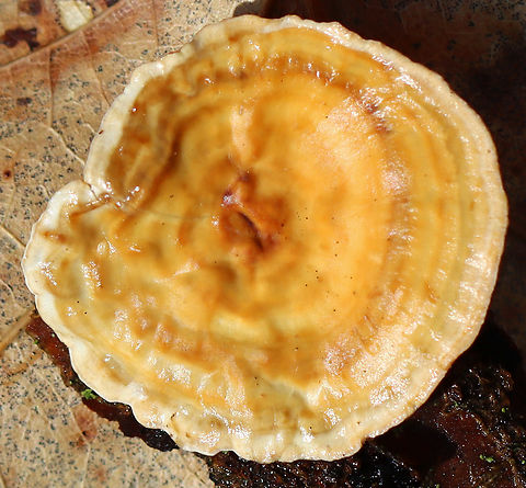 Fungus - Stereum sp.? The underside was smooth and without pores, which made me think it could be a species of Stereum, such as Stereum ostrea.

Habitat: Growing on a piece of rotten wood; deciduous forest.
https://www.jungledragon.com/image/152249/fungus_-_stereum_sp.html Geotagged,Spring,United States,fungi,fungus,mushroom,stereum