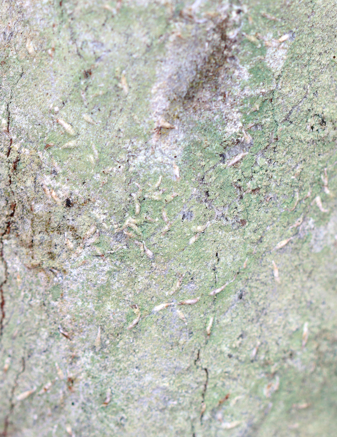 Lichen - Lecanoromycetes Lichen with small, whitish, raised lines; growing on a tree -- probably hardwood. Geotagged,Lecanoromycetes,Spring,United States,lichen