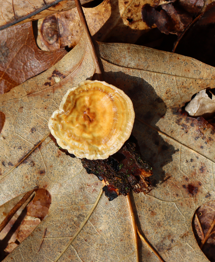 Fungus - Stereum sp.? The underside was smooth and without pores, which made me think it could be a species of Stereum, such as Stereum ostrea.<br />
<br />
Habitat: Growing on a piece of rotten wood; deciduous forest.<br />
<figure class="photo"><a href="https://www.jungledragon.com/image/152247/fungus_-_stereum_sp.html" title="Fungus - Stereum sp.?"><img src="https://s3.amazonaws.com/media.jungledragon.com/images/3232/152247_thumb.jpg?AWSAccessKeyId=05GMT0V3GWVNE7GGM1R2&Expires=1759968010&Signature=crQLvoxTrDr98H1j094RxPtCFk0%3D" width="200" height="186" alt="Fungus - Stereum sp.? The underside was smooth and without pores, which made me think it could be a species of Stereum, such as Stereum ostrea.<br />
<br />
Habitat: Growing on a piece of rotten wood; deciduous forest.<br />
https://www.jungledragon.com/image/152249/fungus_-_stereum_sp.html Geotagged,Spring,United States,fungi,fungus,mushroom,stereum" /></a></figure> Geotagged,Spring,United States