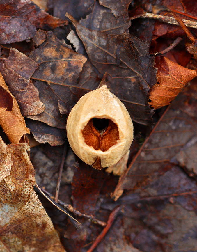 Hickory Nut - Carya sp. De-husked nut that a creature chewed on to get the meat out.<br />
<br />
Habitat: Found on the ground in a deciduous forest Geotagged,Spring,United States,carya,hickory,hickory nut,nut,signs of wildlife