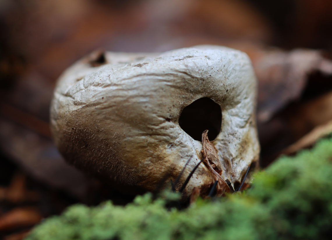 Pear-shaped Puffball - Lycoperdon pyriforme This puffball had a hole chewed in the side of it. I couldn&#039;t see if anyone was living inside.<br />
<br />
Habitat: Growing on mossy, rotting wood Apioperdon,Apioperdon pyriforme,Geotagged,Lycoperdon,Pear-shaped Puffball,Spring,United States,fungus,mushroom,puffball,signs