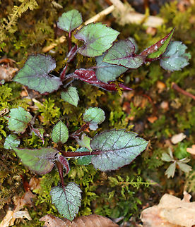 Wood Aster - Eurybia sp.? I don't know what this plant is, but my guess is Eurybia sp.

Habitat: Growing on the ground (in moss) near a stream in a deciduous forest. Eurybia,Geotagged,Spring,United States,asteraceae,leaves,wood aster