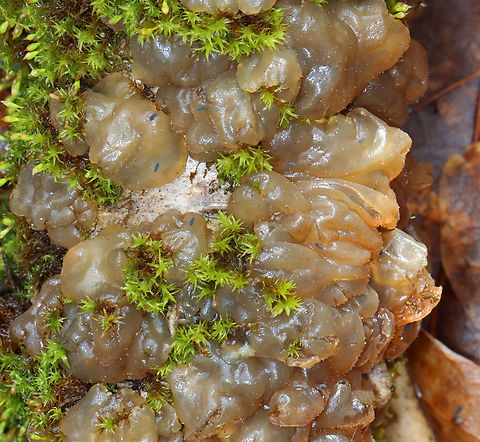 Jelly Fungus - Order Auriculariales Habitat: Growing on a hardwood stick; deciduous forest
https://www.jungledragon.com/image/152262/jelly_fungus_-_order_auriculariales.html Auriculariales,Geotagged,Spring,United States,fungi,fungus,jelly fungus