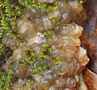 Jelly Fungus - Order Auriculariales Habitat: Growing on a hardwood stick; deciduous forest<br />
https://www.jungledragon.com/image/152262/jelly_fungus_-_order_auriculariales.html Auriculariales,Geotagged,Spring,United States,fungi,fungus,jelly fungus