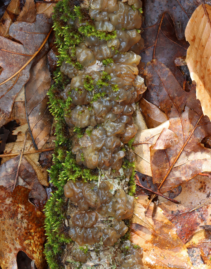 Jelly Fungus - Order Auriculariales Habitat: Growing on a hardwood stick; deciduous forest<br />
<figure class="photo"><a href="https://www.jungledragon.com/image/152261/jelly_fungus_-_order_auriculariales.html" title="Jelly Fungus - Order Auriculariales"><img src="https://s3.amazonaws.com/media.jungledragon.com/images/3232/152261_thumb.jpg?AWSAccessKeyId=05GMT0V3GWVNE7GGM1R2&Expires=1765411210&Signature=2sFwWpqSfSnBkZSgbPmugkrdE4o%3D" width="200" height="186" alt="Jelly Fungus - Order Auriculariales Habitat: Growing on a hardwood stick; deciduous forest<br />
https://www.jungledragon.com/image/152262/jelly_fungus_-_order_auriculariales.html Auriculariales,Geotagged,Spring,United States,fungi,fungus,jelly fungus" /></a></figure> Geotagged,Spring,United States