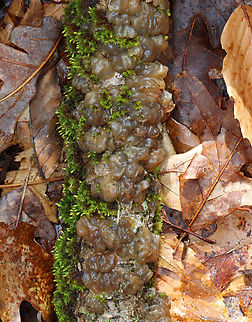 Jelly Fungus - Order Auriculariales Habitat: Growing on a hardwood stick; deciduous forest
https://www.jungledragon.com/image/152261/jelly_fungus_-_order_auriculariales.html Geotagged,Spring,United States
