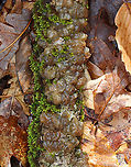 Jelly Fungus - Order Auriculariales Habitat: Growing on a hardwood stick; deciduous forest<br />
https://www.jungledragon.com/image/152261/jelly_fungus_-_order_auriculariales.html Geotagged,Spring,United States