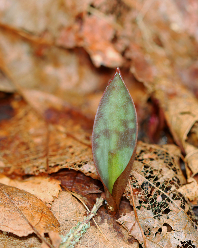 Trout Lily - Erythronium americanum Just popping up through the leaves.<br />
<br />
Habitat: Streamside in a deciduous forest Erythronium,Erythronium americanum,Geotagged,Spring,United States,Yellow trout lily,trout lily