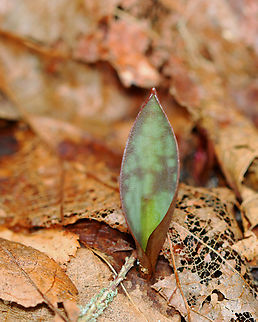 Trout Lily - Erythronium americanum Just popping up through the leaves.

Habitat: Streamside in a deciduous forest Erythronium,Erythronium americanum,Geotagged,Spring,United States,Yellow trout lily,trout lily
