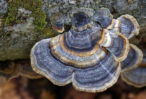 Turkey Tail - Trametes versicolor Growing on hardwood; deciduous forest
https://www.jungledragon.com/image/152264/turkey_tail_-_trametes_versicolor.html
https://www.jungledragon.com/image/152267/turkey_tail_-_trametes_versicolor.html
https://www.jungledragon.com/image/152266/turkey_tail_-_trametes_versicolor.html
https://www.jungledragon.com/image/152265/turkey_tail_-_trametes_versicolor.html Geotagged,Spring,Trametes versicolor,Turkey Tail,United States,fungi,fungus,trametes