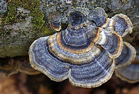 Turkey Tail - Trametes versicolor Growing on hardwood; deciduous forest<br />
https://www.jungledragon.com/image/152264/turkey_tail_-_trametes_versicolor.html<br />
https://www.jungledragon.com/image/152267/turkey_tail_-_trametes_versicolor.html<br />
https://www.jungledragon.com/image/152266/turkey_tail_-_trametes_versicolor.html<br />
https://www.jungledragon.com/image/152265/turkey_tail_-_trametes_versicolor.html Geotagged,Spring,Trametes versicolor,Turkey Tail,United States,fungi,fungus,trametes