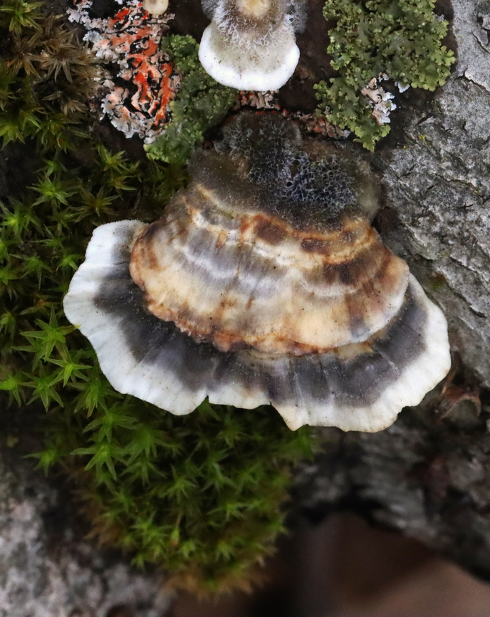 Turkey Tail - Trametes versicolor Growing on hardwood; deciduous forest<br />
<figure class="photo"><a href="https://www.jungledragon.com/image/152264/turkey_tail_-_trametes_versicolor.html" title="Turkey Tail - Trametes versicolor"><img src="https://s3.amazonaws.com/media.jungledragon.com/images/3232/152264_thumb.jpg?AWSAccessKeyId=05GMT0V3GWVNE7GGM1R2&Expires=1763596810&Signature=AtLbHhvWeVgkI9HYnzjaAeLU3P8%3D" width="200" height="136" alt="Turkey Tail - Trametes versicolor Growing on hardwood; deciduous forest<br />
https://www.jungledragon.com/image/152264/turkey_tail_-_trametes_versicolor.html<br />
https://www.jungledragon.com/image/152267/turkey_tail_-_trametes_versicolor.html<br />
https://www.jungledragon.com/image/152266/turkey_tail_-_trametes_versicolor.html<br />
https://www.jungledragon.com/image/152265/turkey_tail_-_trametes_versicolor.html Geotagged,Spring,Trametes versicolor,Turkey Tail,United States,fungi,fungus,trametes" /></a></figure><br />
<figure class="photo"><a href="https://www.jungledragon.com/image/152267/turkey_tail_-_trametes_versicolor.html" title="Turkey Tail - Trametes versicolor"><img src="https://s3.amazonaws.com/media.jungledragon.com/images/3232/152267_thumb.jpg?AWSAccessKeyId=05GMT0V3GWVNE7GGM1R2&Expires=1763596810&Signature=SBYN151hQeFO3tEUBar4l0S0jNg%3D" width="200" height="138" alt="Turkey Tail - Trametes versicolor Growing on hardwood; deciduous forest<br />
https://www.jungledragon.com/image/152264/turkey_tail_-_trametes_versicolor.html<br />
https://www.jungledragon.com/image/152267/turkey_tail_-_trametes_versicolor.html<br />
https://www.jungledragon.com/image/152266/turkey_tail_-_trametes_versicolor.html<br />
https://www.jungledragon.com/image/152265/turkey_tail_-_trametes_versicolor.html Geotagged,Spring,Trametes versicolor,Turkey Tail,United States" /></a></figure><br />
<figure class="photo"><a href="https://www.jungledragon.com/image/152266/turkey_tail_-_trametes_versicolor.html" title="Turkey Tail - Trametes versicolor"><img src="https://s3.amazonaws.com/media.jungledragon.com/images/3232/152266_thumb.jpg?AWSAccessKeyId=05GMT0V3GWVNE7GGM1R2&Expires=1763596810&Signature=oUPKxmP%2FB3BHAjDBbKkX%2F9ntTQI%3D" width="200" height="138" alt="Turkey Tail - Trametes versicolor Growing on hardwood; deciduous forest<br />
https://www.jungledragon.com/image/152264/turkey_tail_-_trametes_versicolor.html<br />
https://www.jungledragon.com/image/152267/turkey_tail_-_trametes_versicolor.html<br />
https://www.jungledragon.com/image/152266/turkey_tail_-_trametes_versicolor.html<br />
https://www.jungledragon.com/image/152265/turkey_tail_-_trametes_versicolor.html Geotagged,Spring,Trametes versicolor,Turkey Tail,United States" /></a></figure><br />
<figure class="photo"><a href="https://www.jungledragon.com/image/152265/turkey_tail_-_trametes_versicolor.html" title="Turkey Tail - Trametes versicolor"><img src="https://s3.amazonaws.com/media.jungledragon.com/images/3232/152265_thumb.jpg?AWSAccessKeyId=05GMT0V3GWVNE7GGM1R2&Expires=1763596810&Signature=va2i1AQKYj6aSuxx0xjOWQ5XRJ0%3D" width="122" height="152" alt="Turkey Tail - Trametes versicolor Growing on hardwood; deciduous forest<br />
https://www.jungledragon.com/image/152264/turkey_tail_-_trametes_versicolor.html<br />
https://www.jungledragon.com/image/152267/turkey_tail_-_trametes_versicolor.html<br />
https://www.jungledragon.com/image/152266/turkey_tail_-_trametes_versicolor.html<br />
https://www.jungledragon.com/image/152265/turkey_tail_-_trametes_versicolor.html Geotagged,Spring,Trametes versicolor,Turkey Tail,United States" /></a></figure> Geotagged,Spring,Trametes versicolor,Turkey Tail,United States