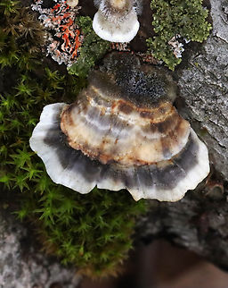Turkey Tail - Trametes versicolor Growing on hardwood; deciduous forest
https://www.jungledragon.com/image/152264/turkey_tail_-_trametes_versicolor.html
https://www.jungledragon.com/image/152267/turkey_tail_-_trametes_versicolor.html
https://www.jungledragon.com/image/152266/turkey_tail_-_trametes_versicolor.html
https://www.jungledragon.com/image/152265/turkey_tail_-_trametes_versicolor.html Geotagged,Spring,Trametes versicolor,Turkey Tail,United States