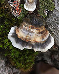Turkey Tail - Trametes versicolor Growing on hardwood; deciduous forest<br />
https://www.jungledragon.com/image/152264/turkey_tail_-_trametes_versicolor.html<br />
https://www.jungledragon.com/image/152267/turkey_tail_-_trametes_versicolor.html<br />
https://www.jungledragon.com/image/152266/turkey_tail_-_trametes_versicolor.html<br />
https://www.jungledragon.com/image/152265/turkey_tail_-_trametes_versicolor.html Geotagged,Spring,Trametes versicolor,Turkey Tail,United States