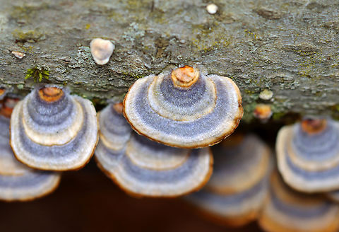 Turkey Tail - Trametes versicolor Growing on hardwood; deciduous forest
https://www.jungledragon.com/image/152264/turkey_tail_-_trametes_versicolor.html
https://www.jungledragon.com/image/152267/turkey_tail_-_trametes_versicolor.html
https://www.jungledragon.com/image/152266/turkey_tail_-_trametes_versicolor.html
https://www.jungledragon.com/image/152265/turkey_tail_-_trametes_versicolor.html Geotagged,Spring,Trametes versicolor,Turkey Tail,United States