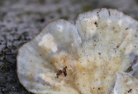 Turkey Tail - Trametes versicolor Growing on hardwood; deciduous forest
https://www.jungledragon.com/image/152264/turkey_tail_-_trametes_versicolor.html
https://www.jungledragon.com/image/152267/turkey_tail_-_trametes_versicolor.html
https://www.jungledragon.com/image/152266/turkey_tail_-_trametes_versicolor.html
https://www.jungledragon.com/image/152265/turkey_tail_-_trametes_versicolor.html Geotagged,Spring,Trametes versicolor,Turkey Tail,United States