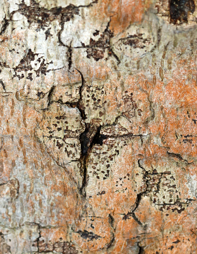 Beech Bark Disease - Neonectria faginata Host: Beech (Fagus grandifolia); deciduous forest Beech Bark Disease,Geotagged,Neonectria,Neonectria faginata,Spring,United States,bark,beech