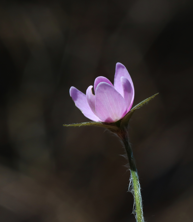 Sharp-lobed Hepatica - Anemone acutiloba Habitat: Mesic forest Anemone acutiloba,Geotagged,Sharp-lobed Hepatica,Spring,United States,anemone,hepatica,wildflower