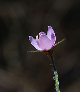 Sharp-lobed Hepatica - Anemone acutiloba Habitat: Mesic forest Anemone acutiloba,Geotagged,Sharp-lobed Hepatica,Spring,United States,anemone,hepatica,wildflower