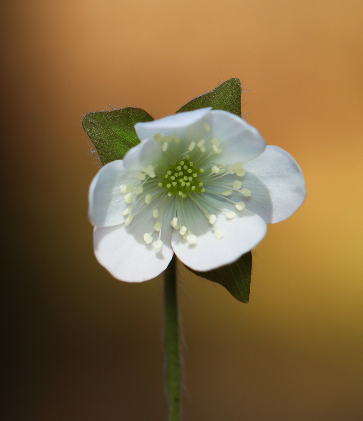 Sharp-lobed Hepatica - Anemone acutiloba Habitat: Mesic forest Anemone acutiloba,Geotagged,Sharp-lobed Hepatica,Spring,United States