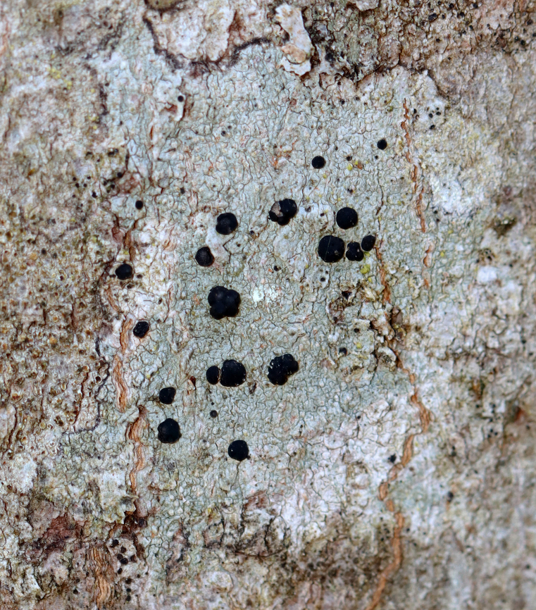 Common Button Lichen - Buellia erubescens *Tentative species ID<br />
<br />
Habitat: Growing on hardwood; mesic, mixed forest Buellia,Buellia erubescens,Common button lichen,Geotagged,Spring,United States,button lichen,lichen