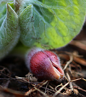 Canada Wild Ginger - Asarum canadense Habitat: Mesic forest Asarum canadense,Canada wild ginger,Geotagged,Spring,United States,asarum,wild ginger