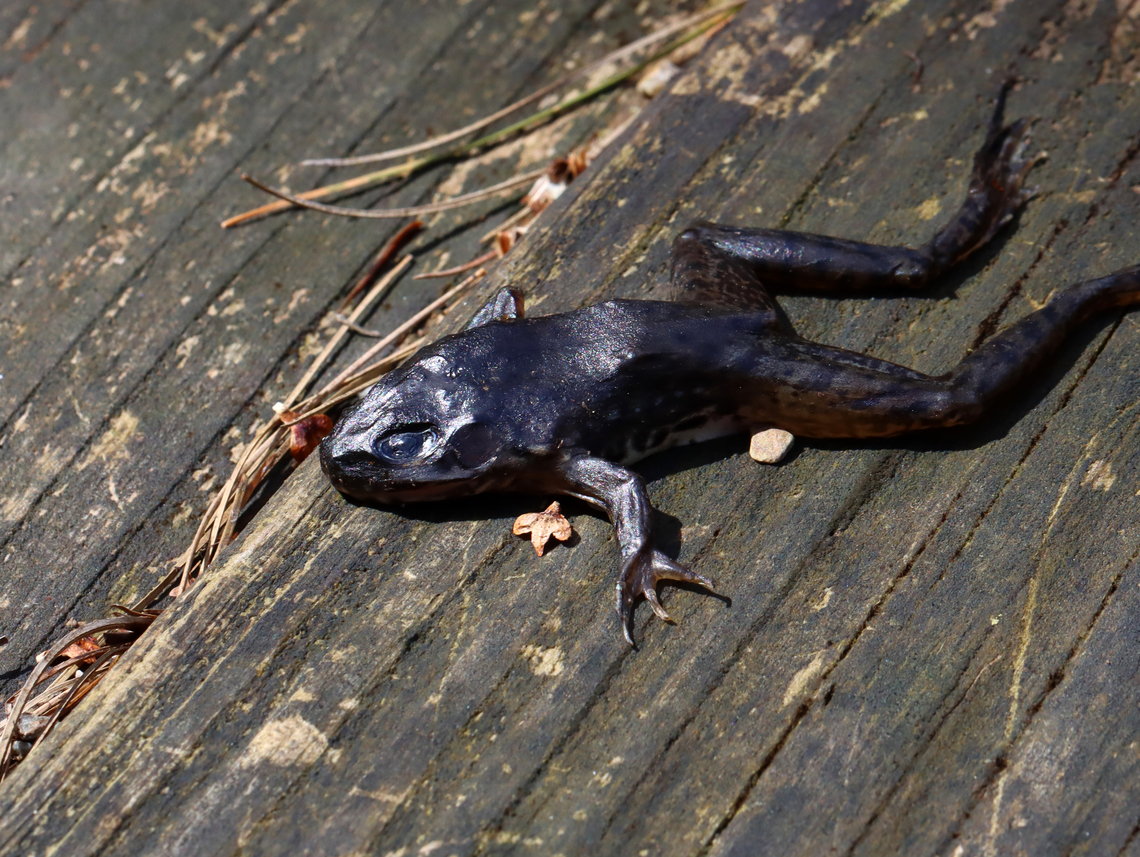 Dead Frog - Lithobates sp. I'm not sure of the species ID. I found this frog as it is shown in the photo -- dead and dried up and resting on a walkway. It didn't look like it had been attacked, so I'm not sure why it died. Why would it crawl up on the wood and just randomly die? It was so dry that the skin was like leather.<br />
<br />
Habitat: Mesic forest/wetland Geotagged,Spring,United States,frog,lithobates