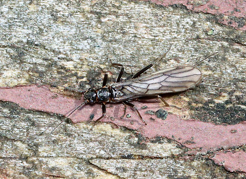 Stonefly - Family Capniidae Habitat: Resting on an old bridge; Mesic forest/wetland Capniidae,Geotagged,Spring,United States,plecoptera,stonefly