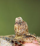 Hackberry Galls - Celticecis globosa *Tentative ID<br />
<br />
Habitat: Skeletonized Celtis sp. leaf(?); mixed forest<br />
https://www.jungledragon.com/image/152351/hackberry_galls_-_celticecis_globosa.html Celticecis globosa,Geotagged,Spring,United States