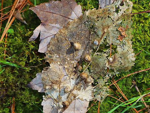 Hackberry Galls - Celticecis globosa *Tentative ID

Habitat: Skeletonized Celtis sp. leaf(?); mixed forest
https://www.jungledragon.com/image/152350/hackberry_galls_-_celticecis_globosa.html Celticecis,Celticecis globosa,Geotagged,Spring,United States,cecidomyiidae,gall,galls
