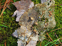 Hackberry Galls - Celticecis globosa *Tentative ID<br />
<br />
Habitat: Skeletonized Celtis sp. leaf(?); mixed forest<br />
https://www.jungledragon.com/image/152350/hackberry_galls_-_celticecis_globosa.html Celticecis,Celticecis globosa,Geotagged,Spring,United States,cecidomyiidae,gall,galls