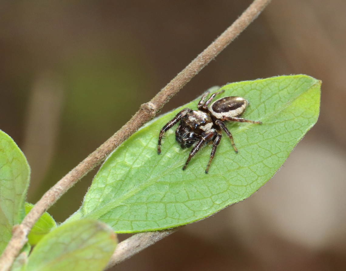 Bronze Lake Jumper - Eris militaris Habitat: Mesic forest/wetland Bronze lake jumper,Eris,Eris militaris,Geotagged,Spring,United States,jumping spider,spider