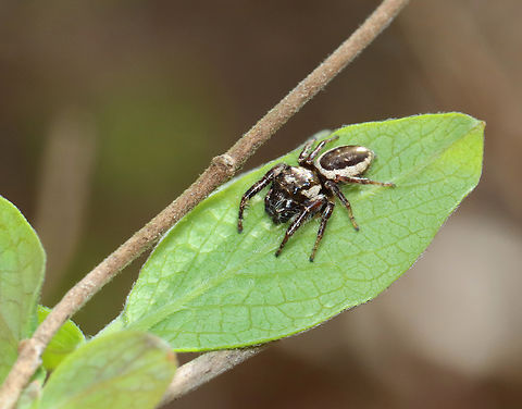 Bronze Lake Jumper - Eris militaris Habitat: Mesic forest/wetland Bronze lake jumper,Eris,Eris militaris,Geotagged,Spring,United States,jumping spider,spider