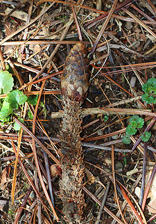 White Pine Cone - Pinus strobus Most of the scales were chewed off -- probably by a squirrel.

Habitat: Mixed forest Eastern White Pine,Geotagged,Pinus,Pinus strobus,Spring,United States,cone,pine cone,signs of wildlife,white pine