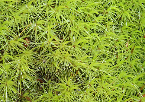Haircap Moss - Polytrichum commune Habitat: Bog Common Haircap Moss,Geotagged,Polytrichum,Polytrichum commune,Spring,United States,moss