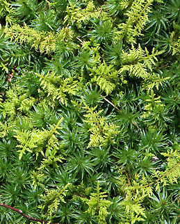 Delicate Fern Moss - Thuidium delicatulum A species of carpet moss that looks very fern-like.

Habitat: Growing along with other mosses in a bog/mesic forest edge  Delicate thuidium moss,Geotagged,Spring,Thuidium,Thuidium delicatulum,United States,fern moss,moss