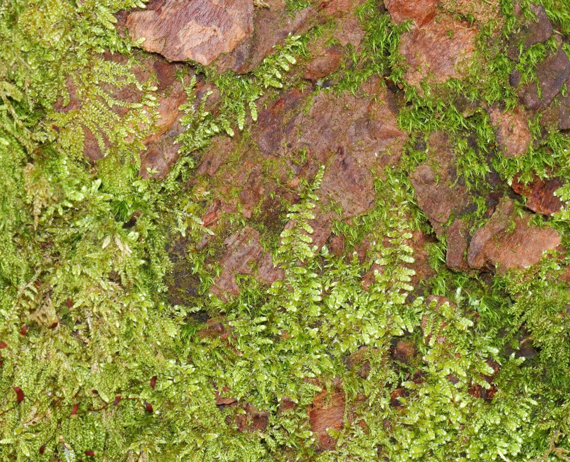 Brocade Moss - Callicladium imponens *Tentative ID <br />
<br />
Habitat: Growing on rotting conifer bark Callicladium,Callicladium imponens,Geotagged,Spring,United States,moss