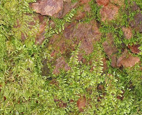 Brocade Moss - Callicladium imponens *Tentative ID 

Habitat: Growing on rotting conifer bark Callicladium,Callicladium imponens,Geotagged,Spring,United States,moss