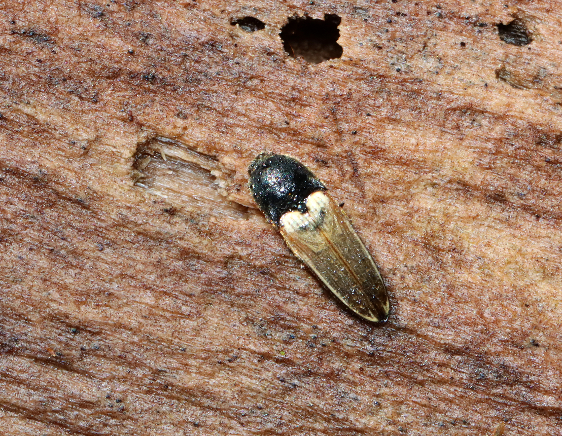 Click Beetle - Ampedus nigricollis Habitat: Found on a rotting log; mixed forest Ampedus nigricollis,Geotagged,Spring,United States,ampedus,beetle,click beetle,elateridae