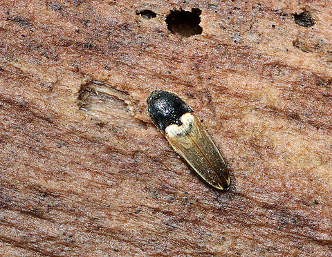 Click Beetle - Ampedus nigricollis Habitat: Found on a rotting log; mixed forest Ampedus nigricollis,Geotagged,Spring,United States,ampedus,beetle,click beetle,elateridae