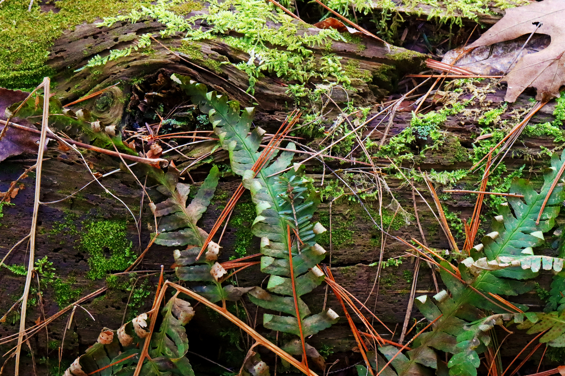 Ferns - Family Polypodiaceae I'm not sure of the ID yet.<br />
<br />
Habitat: Growing next to rotting wood in a mixed, mesic forest Geotagged,Polypodiaceae,Spring,United States,fern