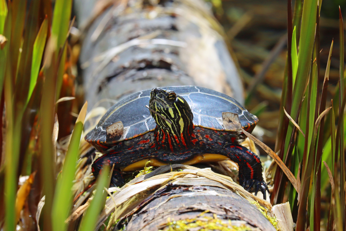 Painted Turtle - Chrysemys picta &quot;Excuse me, sir, you have a stick stuck to your chin.&quot;<br />
<br />
Habitat: Sitting on a log in a bog. Thankfully, there was no fog. Chrysemys,Chrysemys picta,Geotagged,Painted turtle,Spring,United States,turtle