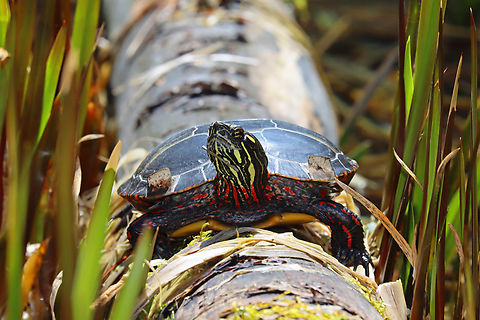 Painted Turtle - Chrysemys picta "Excuse me, sir, you have a stick stuck to your chin."

Habitat: Sitting on a log in a bog. Thankfully, there was no fog. Chrysemys,Chrysemys picta,Geotagged,Painted turtle,Spring,United States,turtle