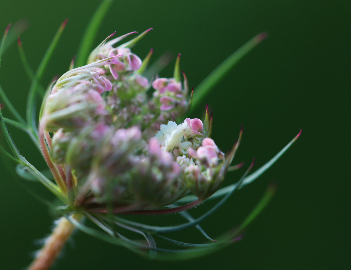 Ambush Bug Nymph - Phymata sp., maybe Phymata fasciata I found this little baby while inspecting the wild carrot (Daucus carota) growing in a meadow. I was drawn to this one because it was so pink and was happy to find this nymph poised on top.<br />
<br />
Habitat: Meadow<br />
<figure class="photo"><a href="https://www.jungledragon.com/image/152409/ambush_bug_nymph_-_phymata_sp._maybe_phymata_fasciata.html" title="Ambush Bug Nymph - Phymata sp., maybe Phymata fasciata"><img src="https://s3.amazonaws.com/media.jungledragon.com/images/3232/152409_thumb.jpg?AWSAccessKeyId=05GMT0V3GWVNE7GGM1R2&Expires=1770854410&Signature=n8byraLRK0o9Dfl47dO5iFkOi9s%3D" width="200" height="150" alt="Ambush Bug Nymph - Phymata sp., maybe Phymata fasciata I found this little baby while inspecting the wild carrot (Daucus carota) growing in a meadow. I was drawn to this one because it was so pink and was happy to find this nymph poised on top.<br />
<br />
Habitat: Meadow<br />
https://www.jungledragon.com/image/152408/ambush_bug_nymph_-_phymata_sp._maybe_phymata_fasciata.html Geotagged,Summer,United States" /></a></figure> Daucus carota,Geotagged,Phymata,Summer,United States,ambush bug,bug,jagged ambush bug nymph,nymph,wild carrot