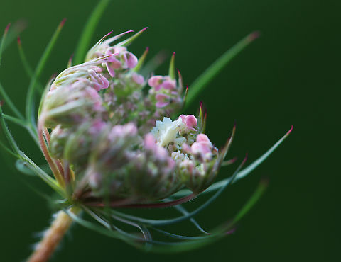 Ambush Bug Nymph - Phymata sp., maybe Phymata fasciata I found this little baby while inspecting the wild carrot (Daucus carota) growing in a meadow. I was drawn to this one because it was so pink and was happy to find this nymph poised on top.

Habitat: Meadow
https://www.jungledragon.com/image/152409/ambush_bug_nymph_-_phymata_sp._maybe_phymata_fasciata.html Daucus carota,Geotagged,Phymata,Summer,United States,ambush bug,bug,jagged ambush bug nymph,nymph,wild carrot