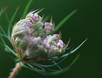 Ambush Bug Nymph - Phymata sp., maybe Phymata fasciata I found this little baby while inspecting the wild carrot (Daucus carota) growing in a meadow. I was drawn to this one because it was so pink and was happy to find this nymph poised on top.<br />
<br />
Habitat: Meadow<br />
https://www.jungledragon.com/image/152409/ambush_bug_nymph_-_phymata_sp._maybe_phymata_fasciata.html Daucus carota,Geotagged,Phymata,Summer,United States,ambush bug,bug,jagged ambush bug nymph,nymph,wild carrot