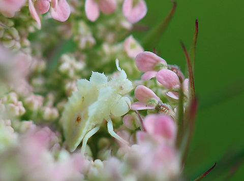 Ambush Bug Nymph - Phymata sp., maybe Phymata fasciata I found this little baby while inspecting the wild carrot (Daucus carota) growing in a meadow. I was drawn to this one because it was so pink and was happy to find this nymph poised on top.

Habitat: Meadow
https://www.jungledragon.com/image/152408/ambush_bug_nymph_-_phymata_sp._maybe_phymata_fasciata.html Geotagged,Summer,United States